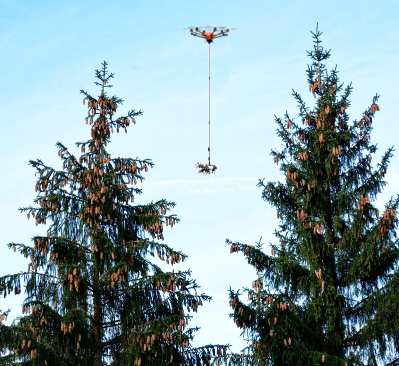 Probennahme an Nadelbäumen mit einer Drohne - Tree Sampling